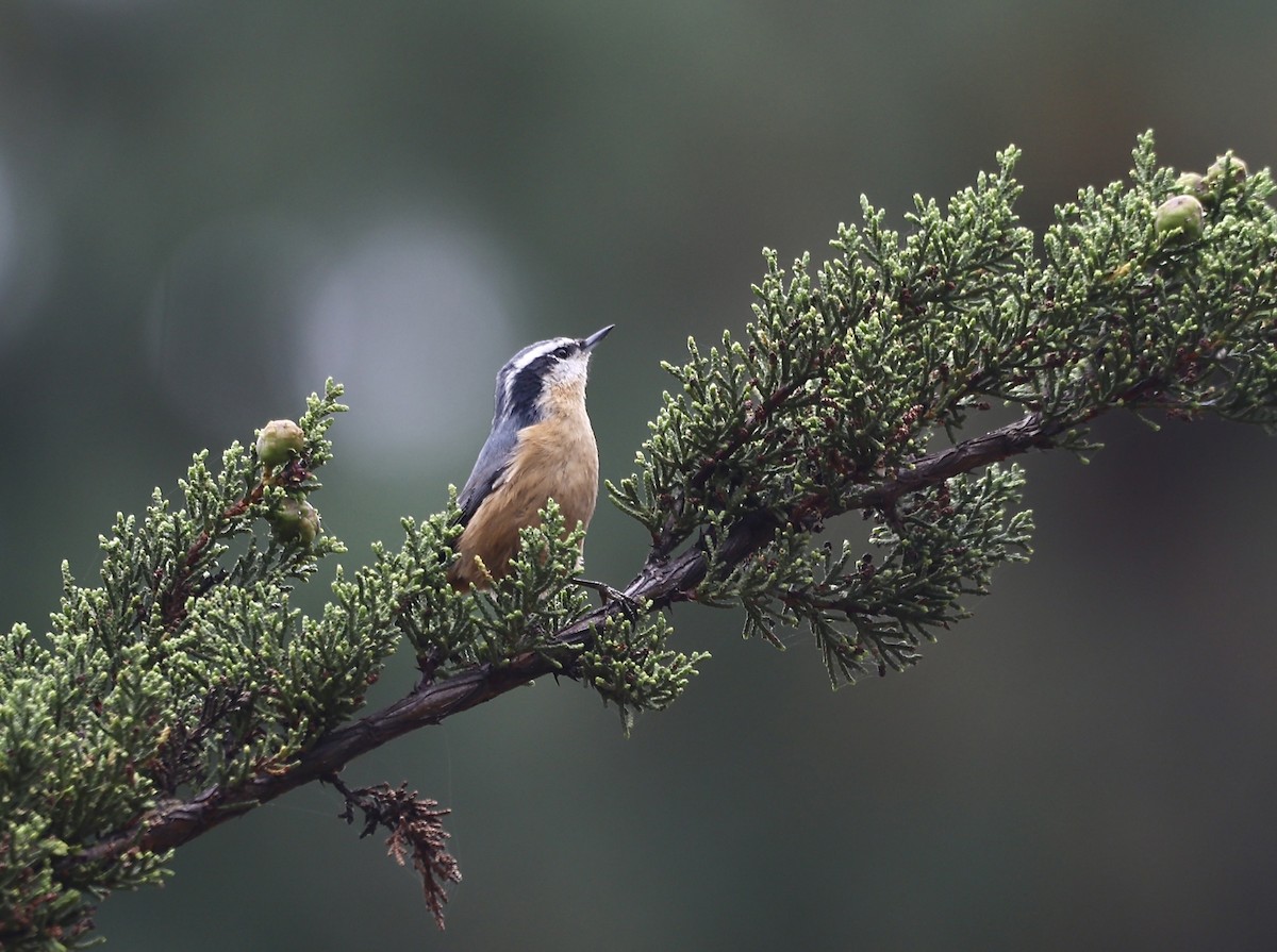 Red-breasted Nuthatch - ML607327181