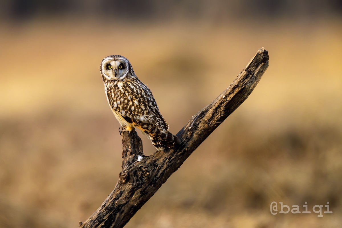 Short-eared Owl - qi bai