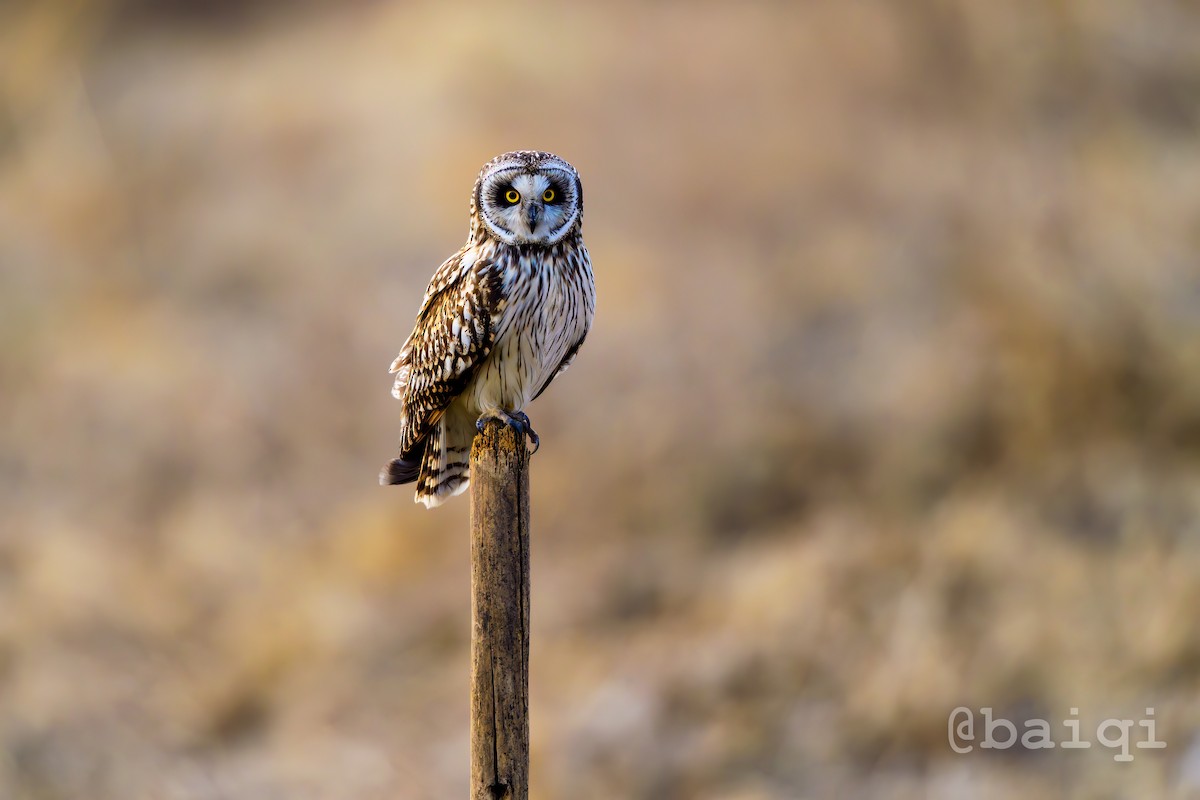 Short-eared Owl - qi bai