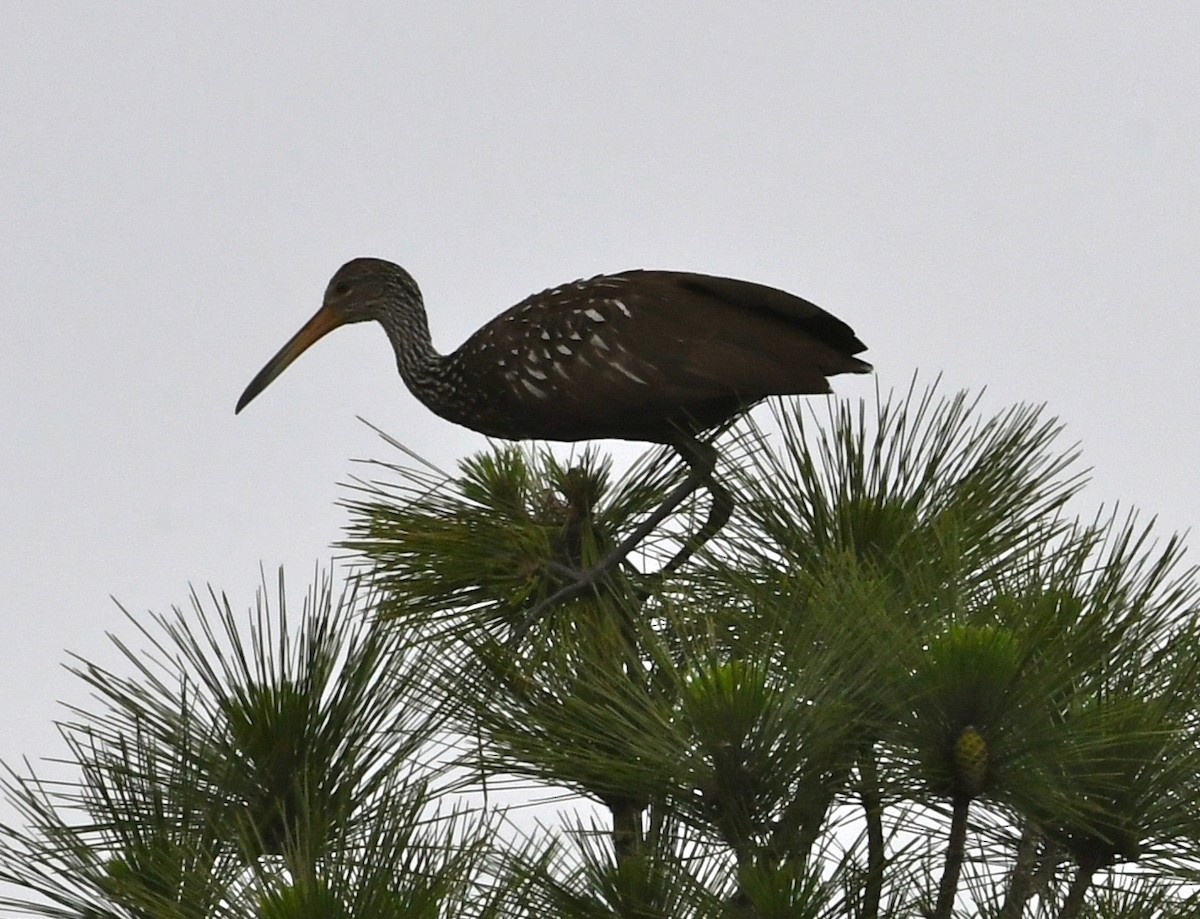 Limpkin - ML60732831