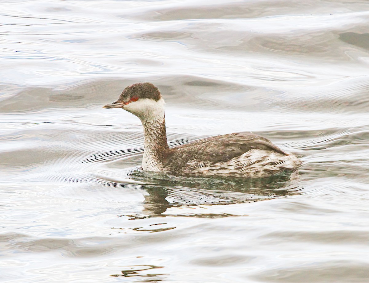 Horned Grebe - Chuck Heikkinen