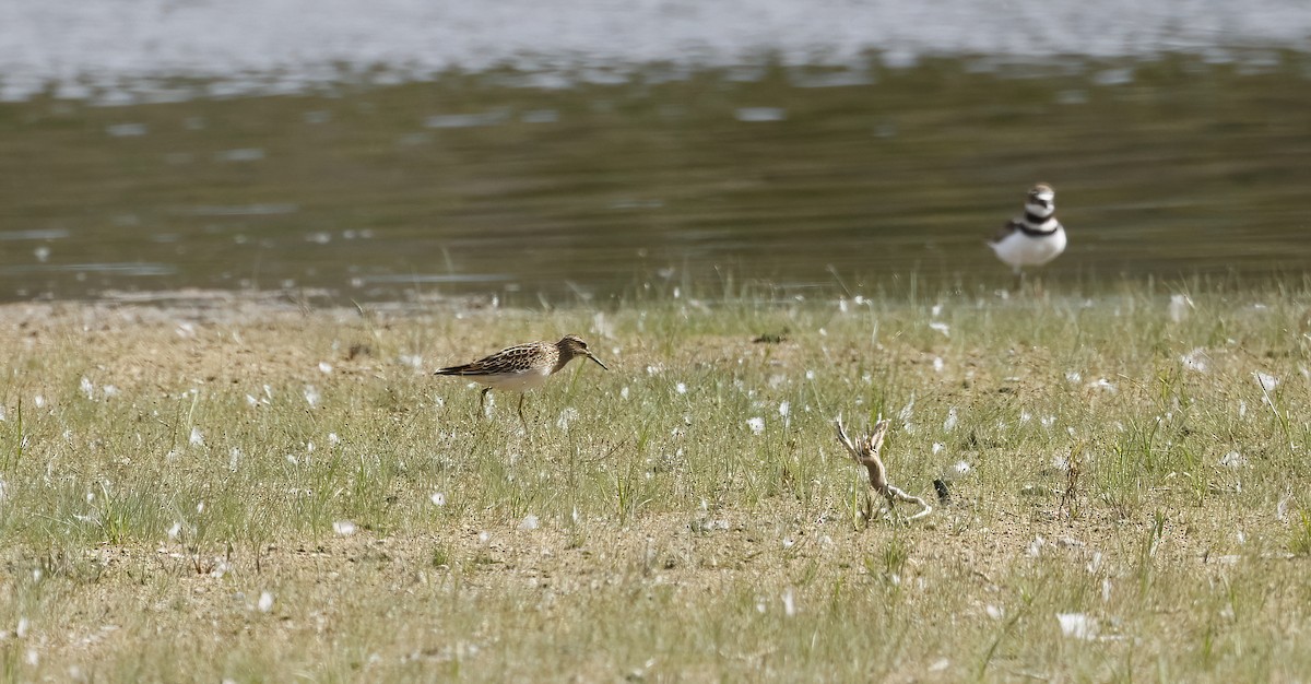 Graubrust-Strandläufer - ML607329811