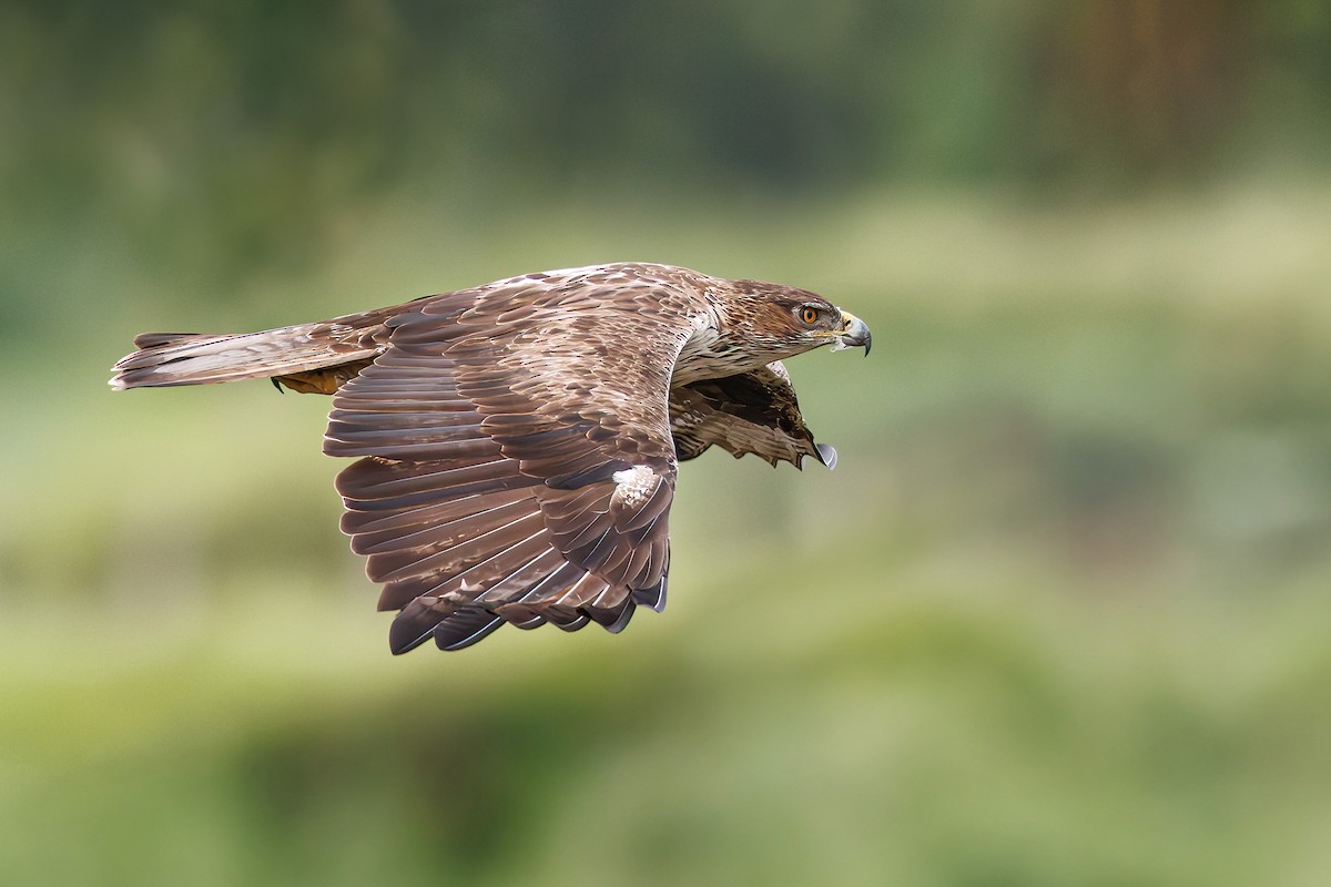 Águila Perdicera - ML607329841