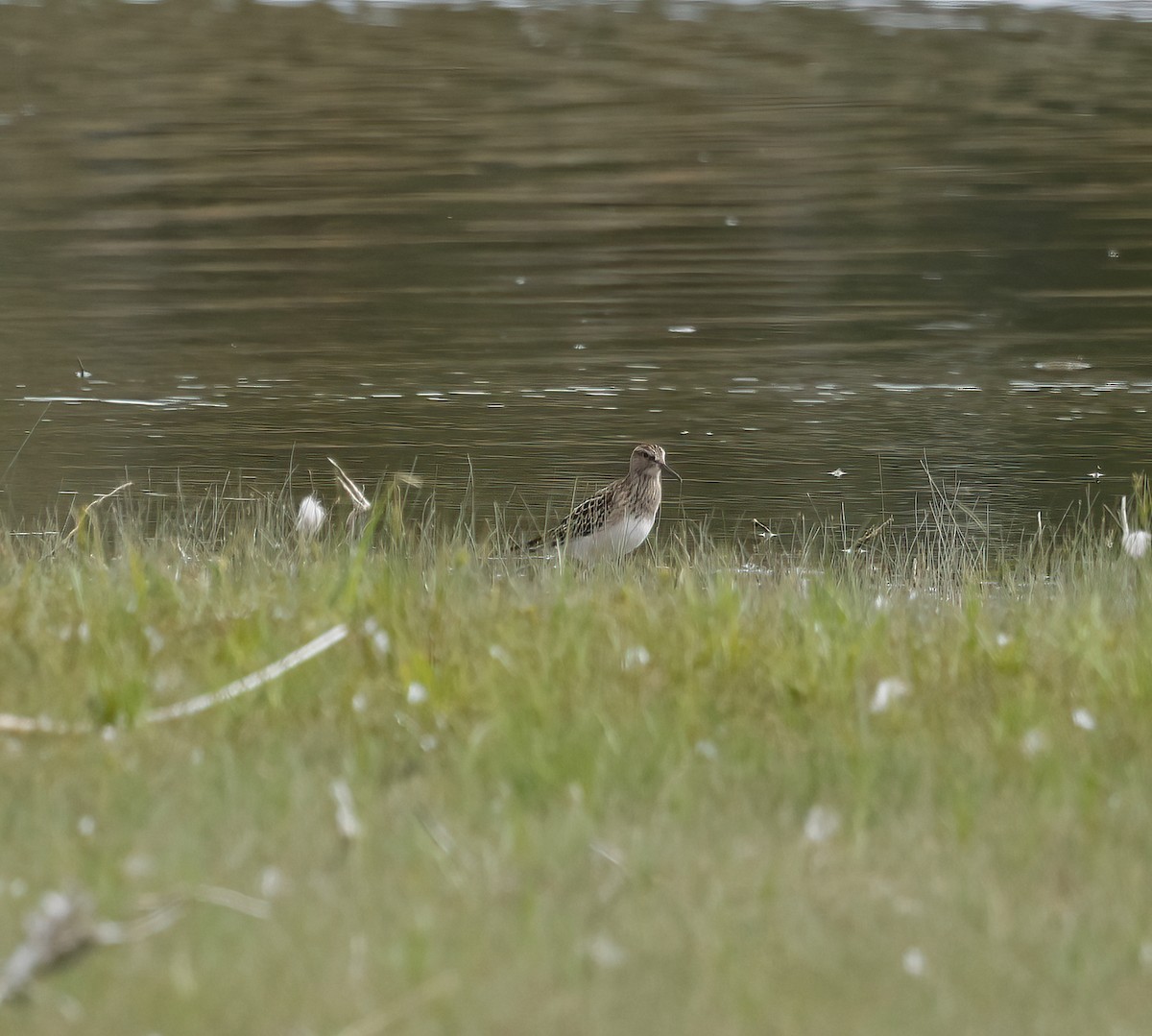 Graubrust-Strandläufer - ML607329881