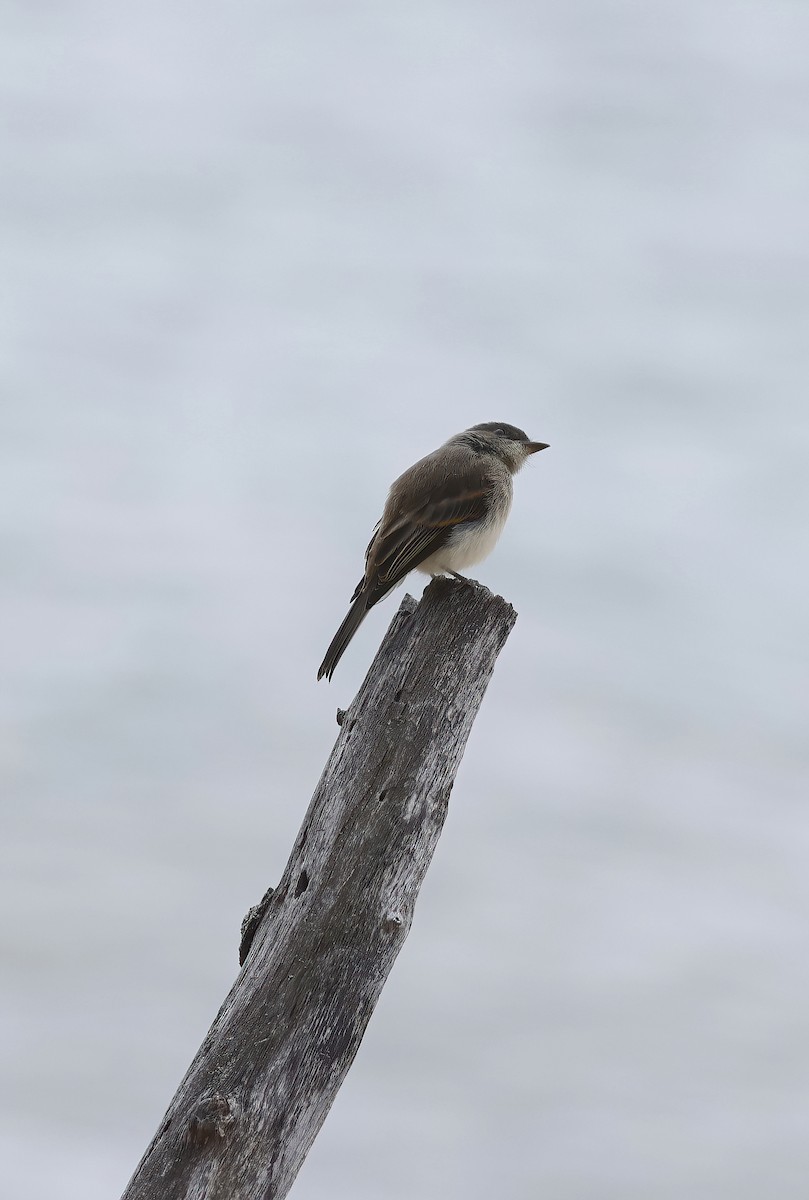 Eastern Phoebe - ML607329901