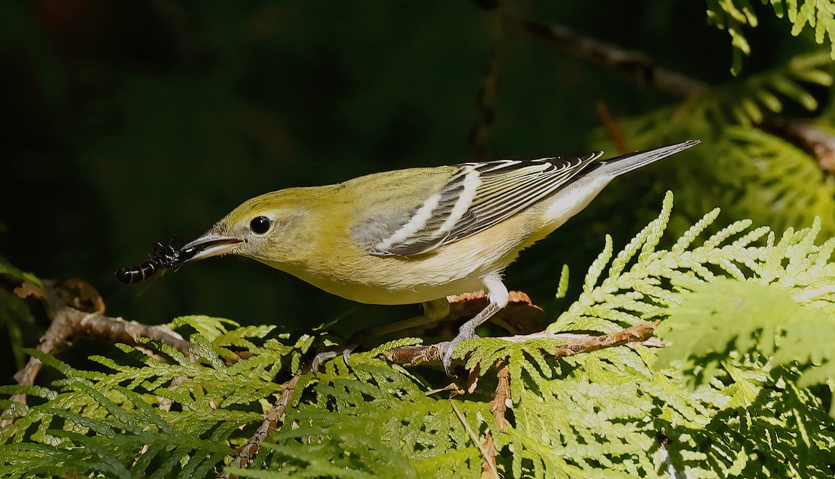 Bay-breasted Warbler - ML607329931