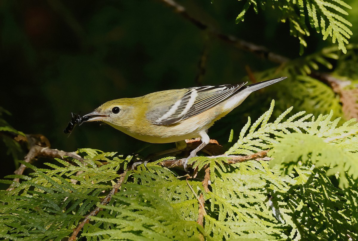 Bay-breasted Warbler - ML607329971