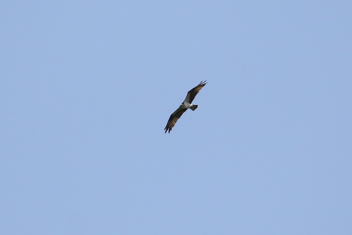 Osprey - ML607330701