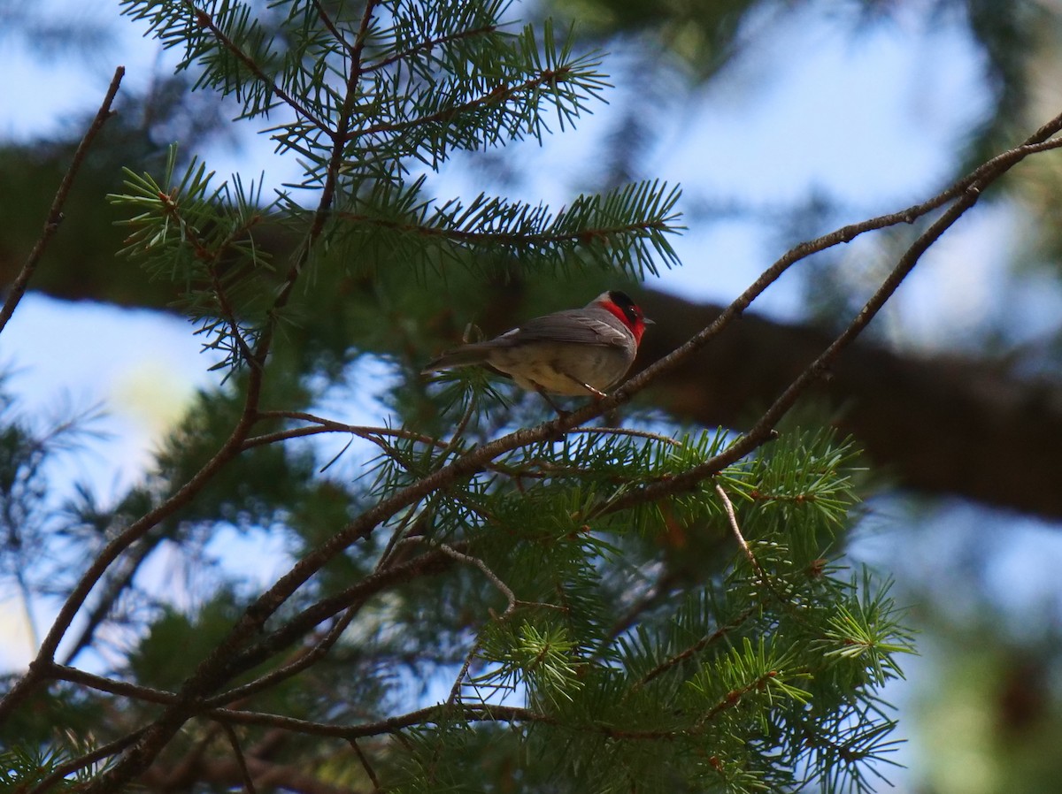 Red-faced Warbler - ML607331171