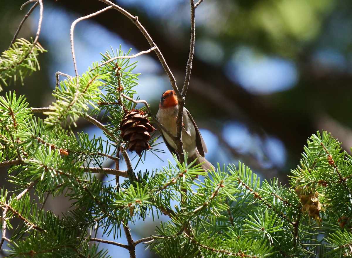 Red-faced Warbler - ML607331201