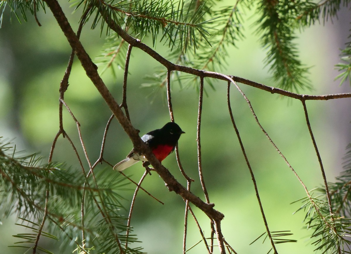 Painted Redstart - Dennis Arendt