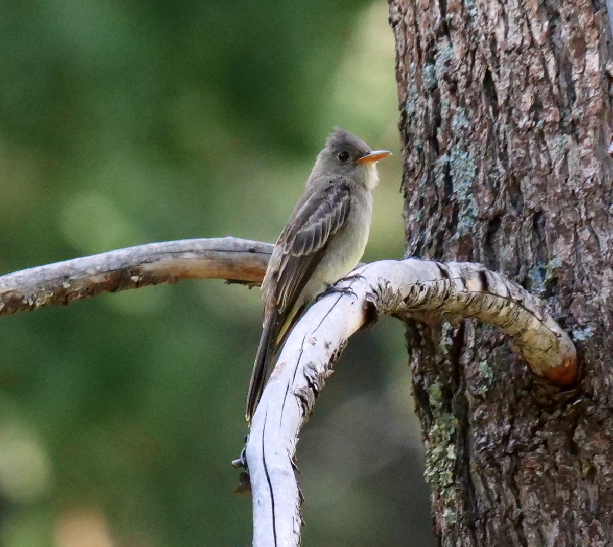 Greater Pewee - ML607331751