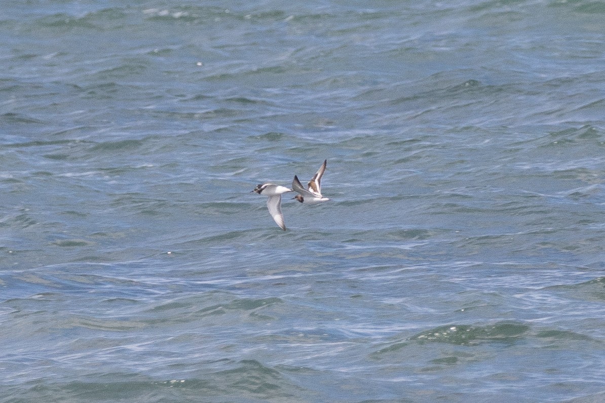 Ruddy Turnstone - ML607332251