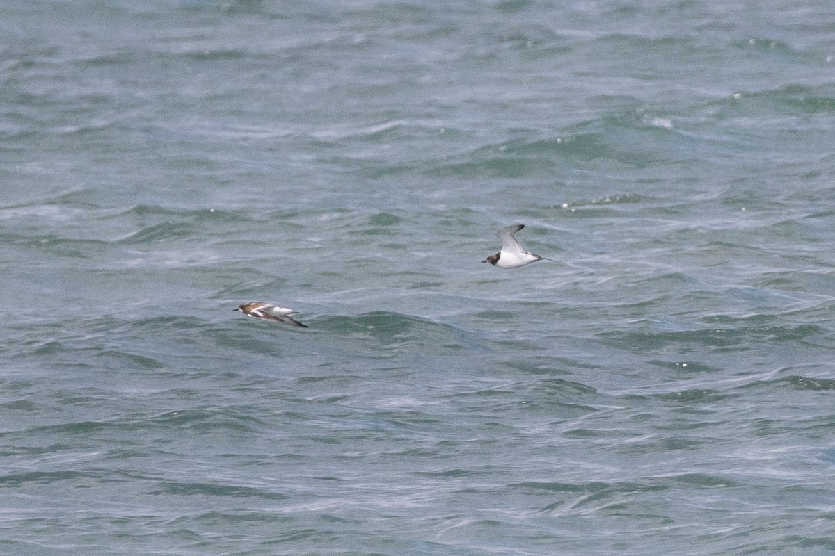 Ruddy Turnstone - ML607332261