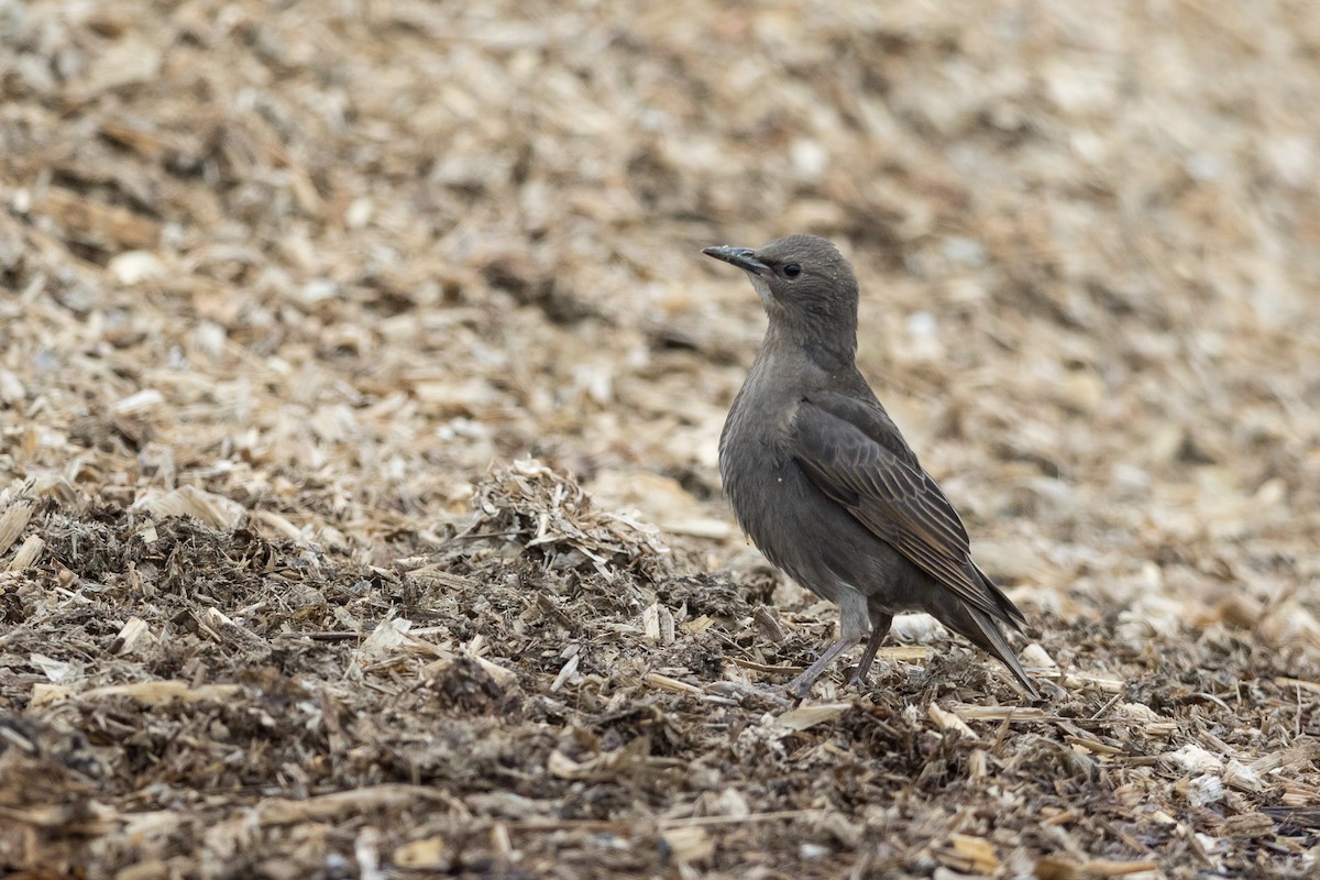 European Starling - ML60733411