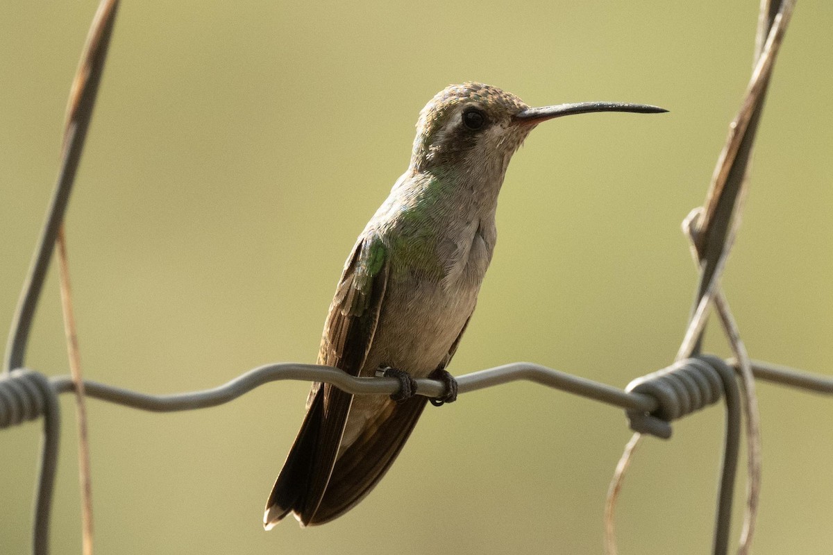 Colibrí Piquiancho Común - ML607334741