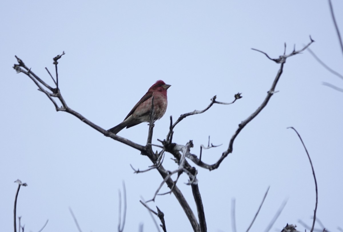 Purple Finch - ML607335021