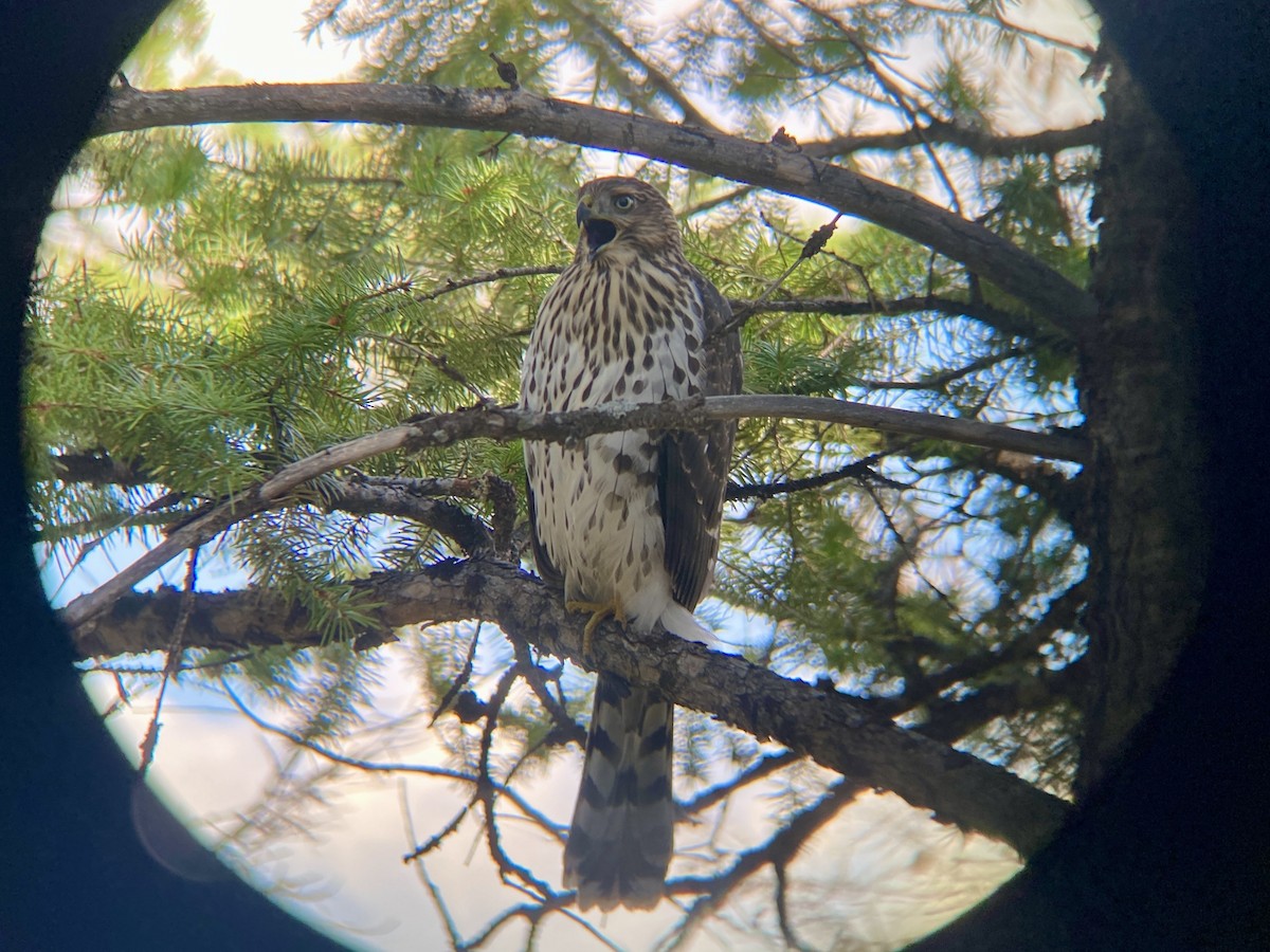 Cooper's Hawk - ML607335041