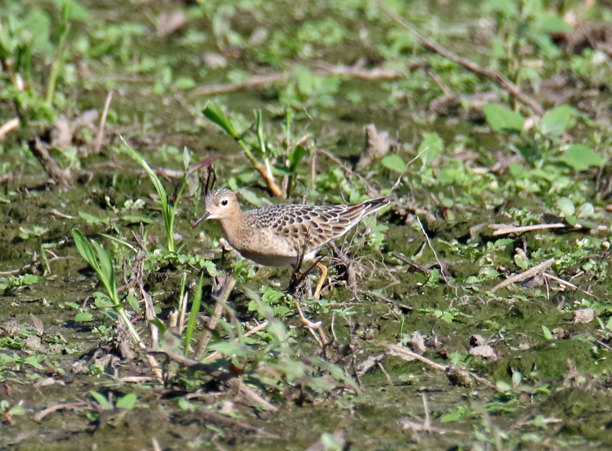Buff-breasted Sandpiper - Bambi Kenney