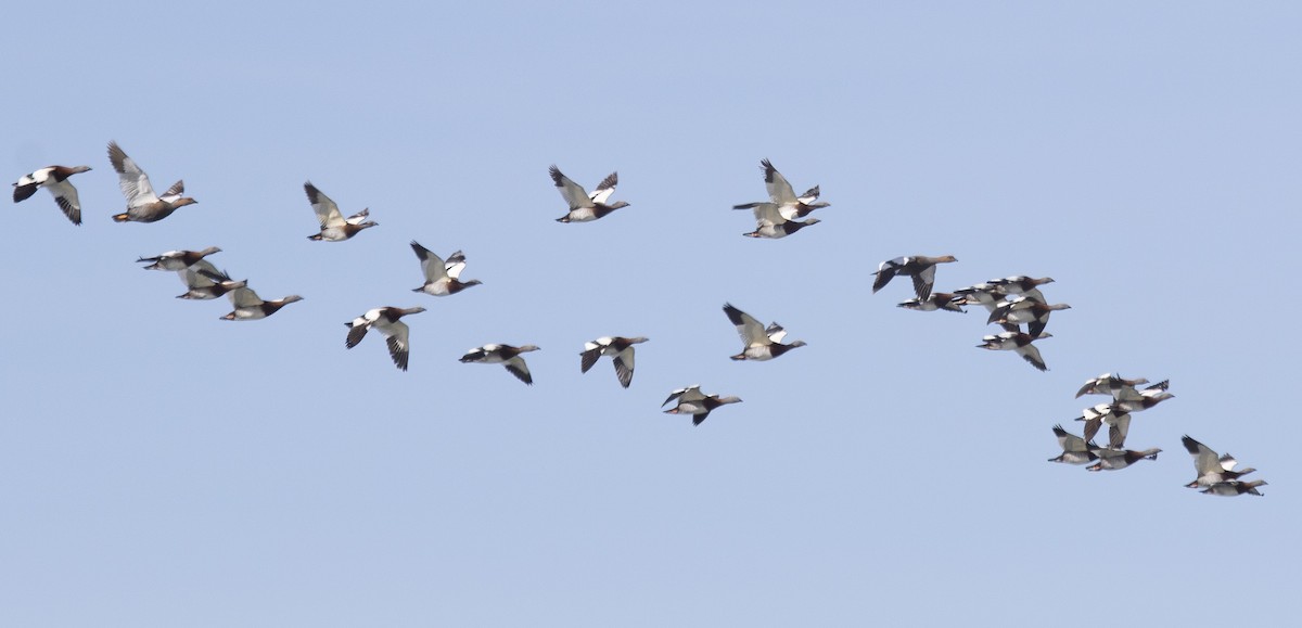 Ashy-headed Goose - Annick Morgenthaler