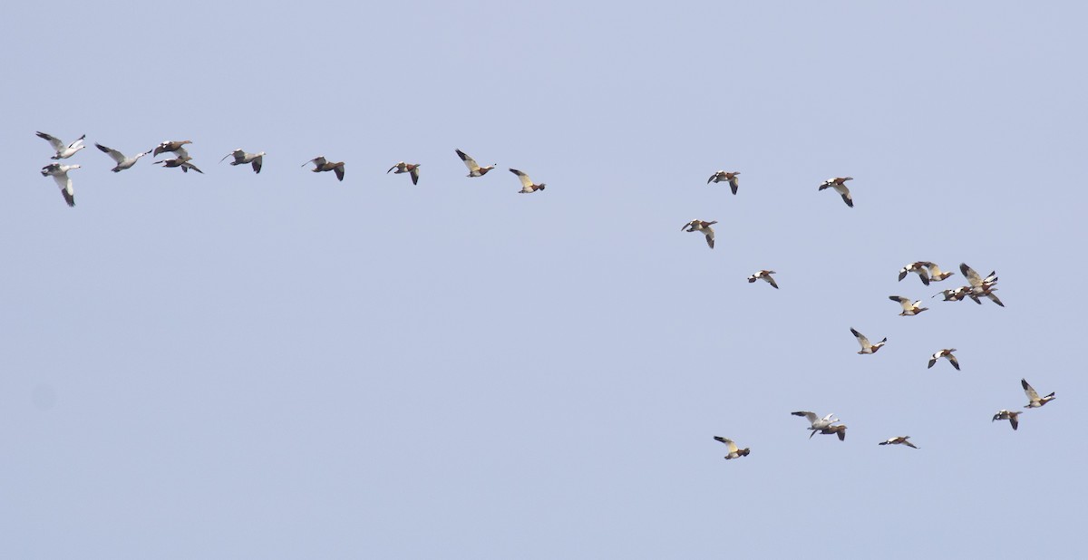 Ashy-headed Goose - Annick Morgenthaler