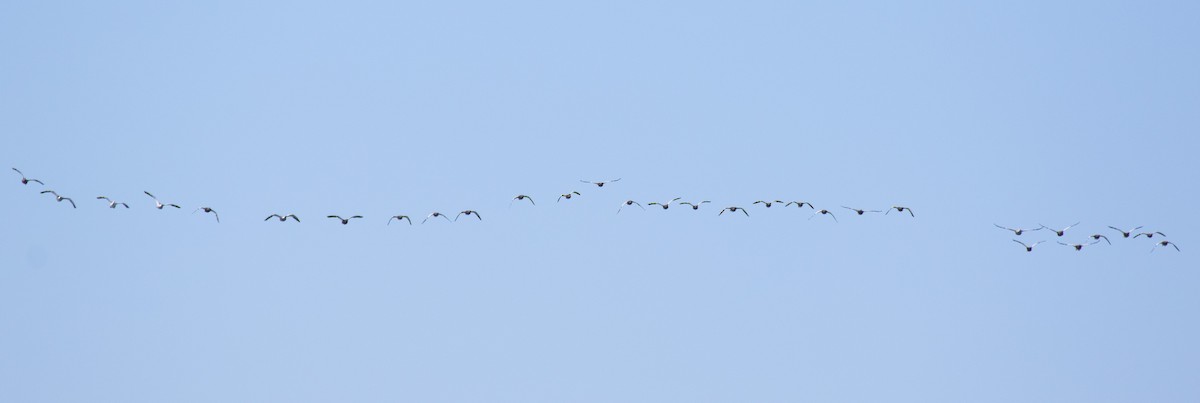 Ashy-headed Goose - Annick Morgenthaler