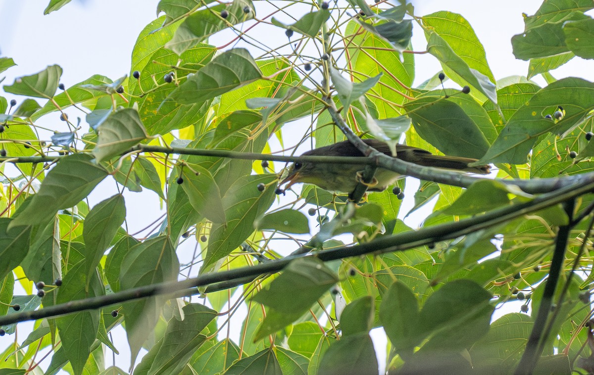 Golden-crowned Babbler - ML607335741