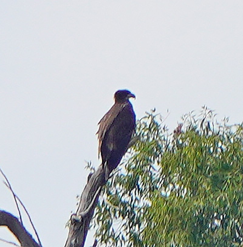 Bald Eagle - ML607335821