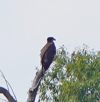 Weißkopf-Seeadler - ML607335831