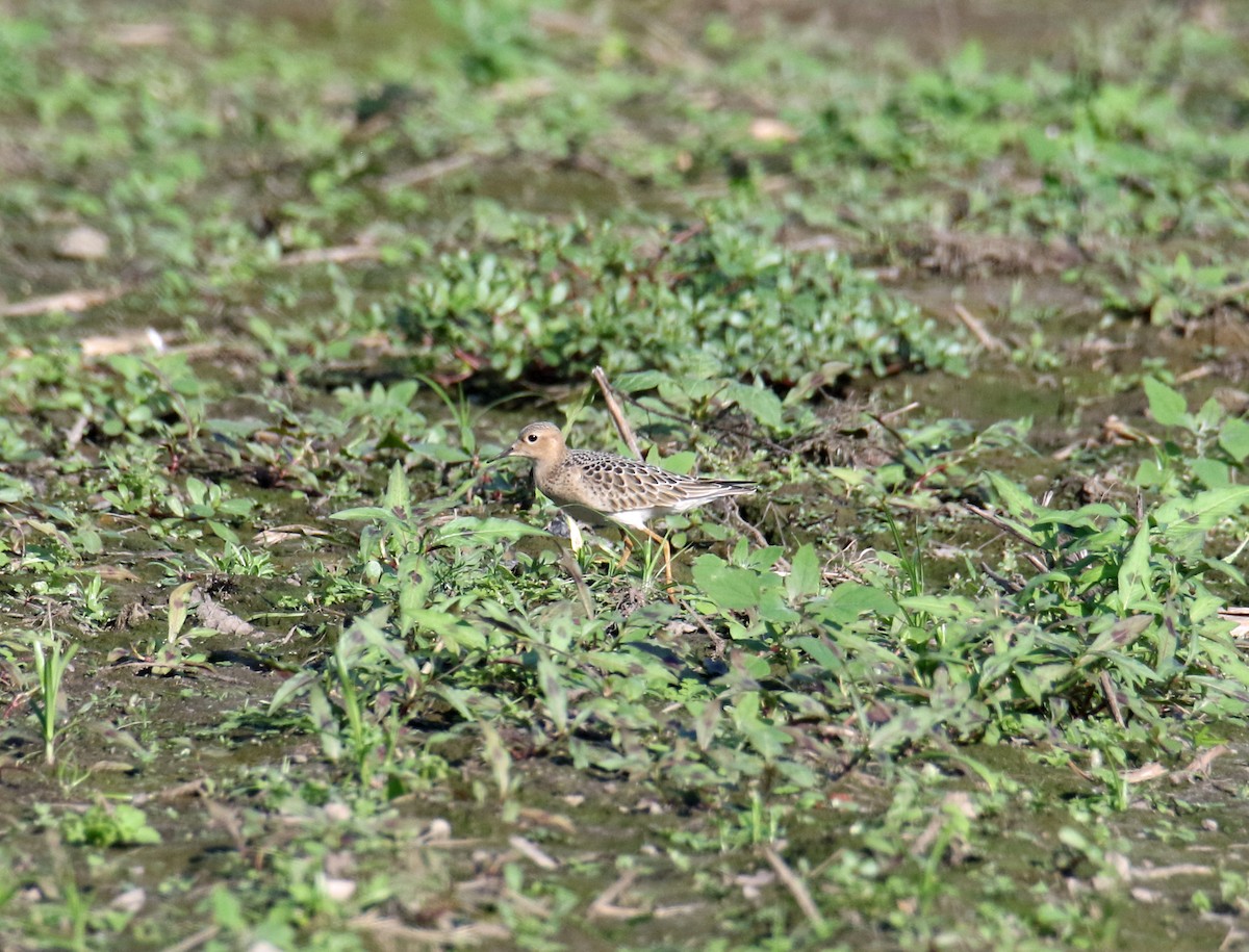 Buff-breasted Sandpiper - Bambi Kenney