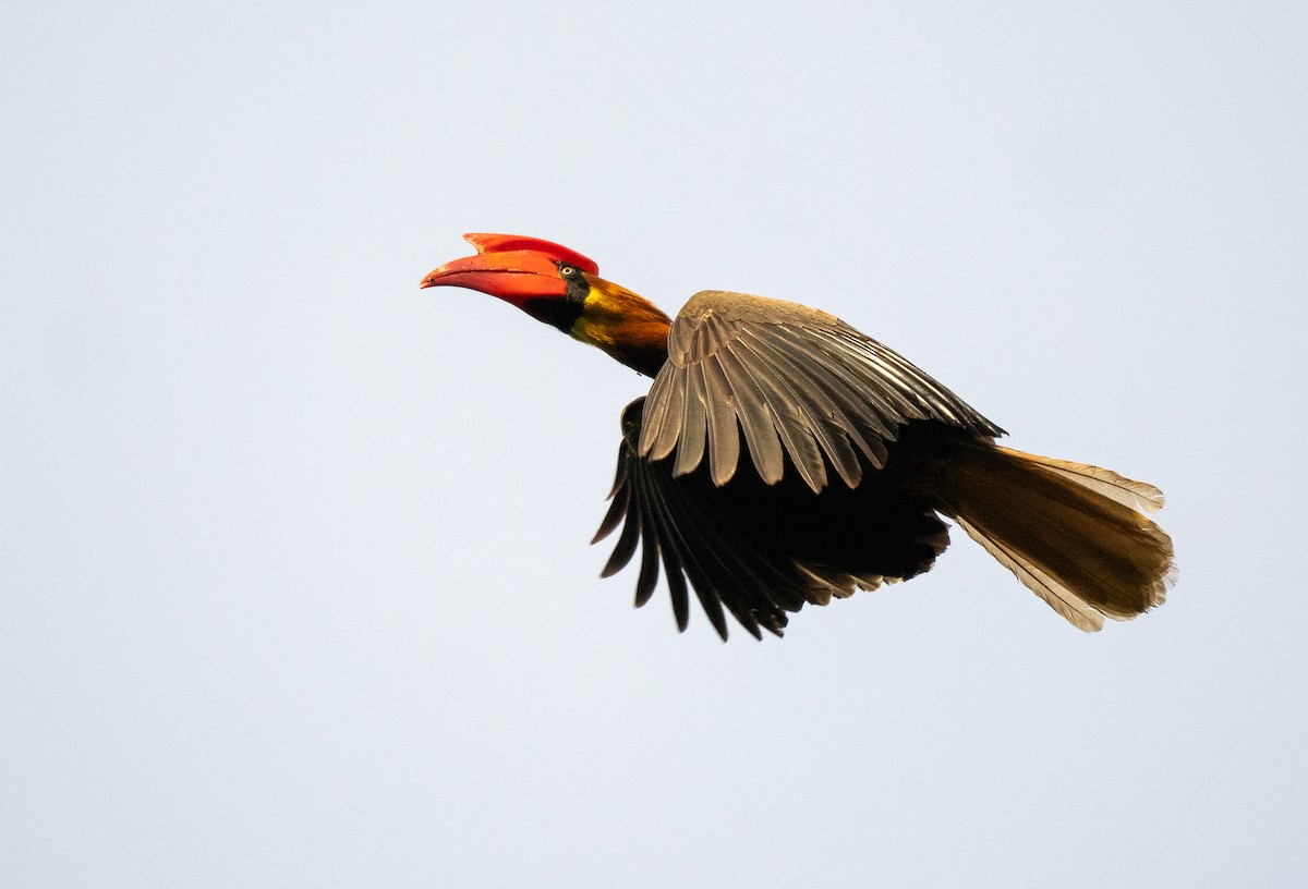 Rufous Hornbill (Northern) - ML607335981