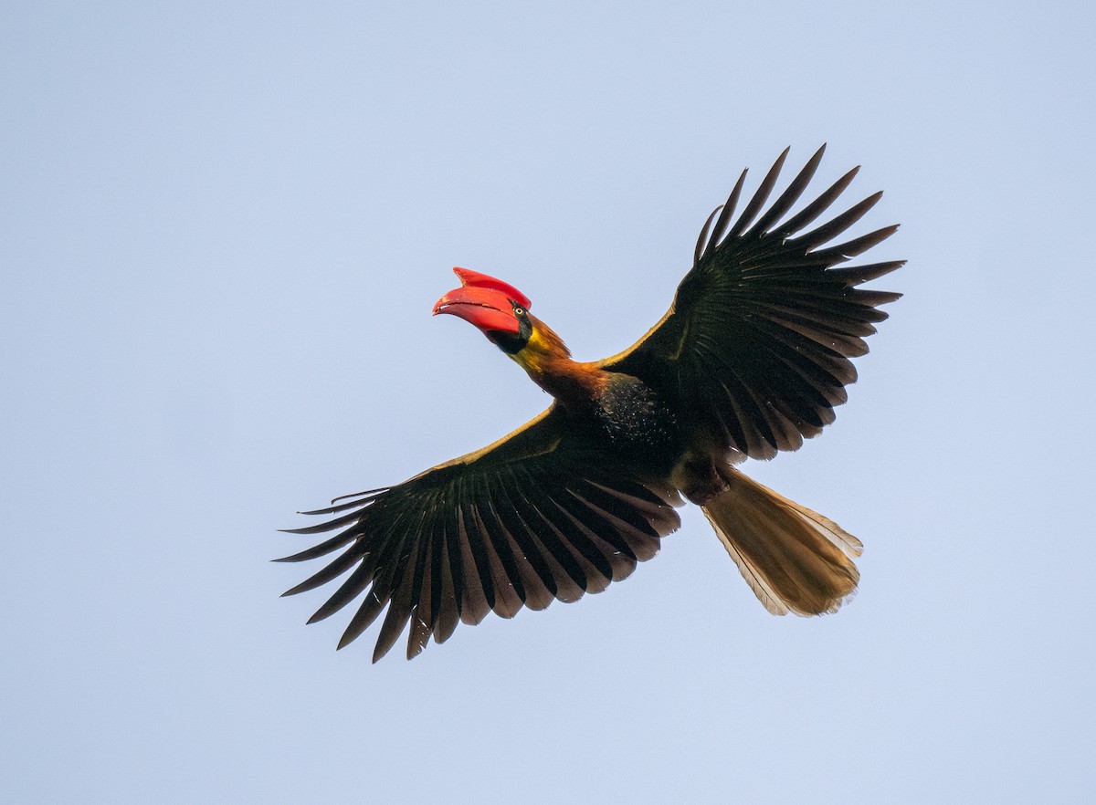 Rufous Hornbill (Northern) - Forest Botial-Jarvis