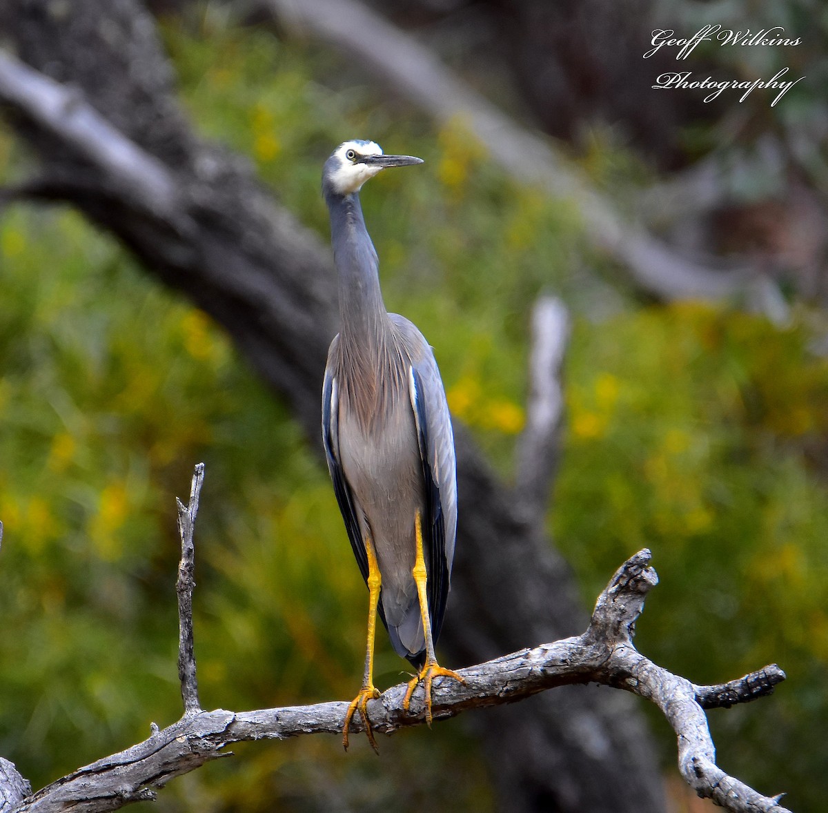 White-faced Heron - Geoff Wilkins