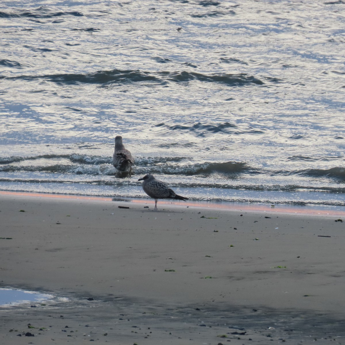 Gaviota (Larus) sp. - ML607336441