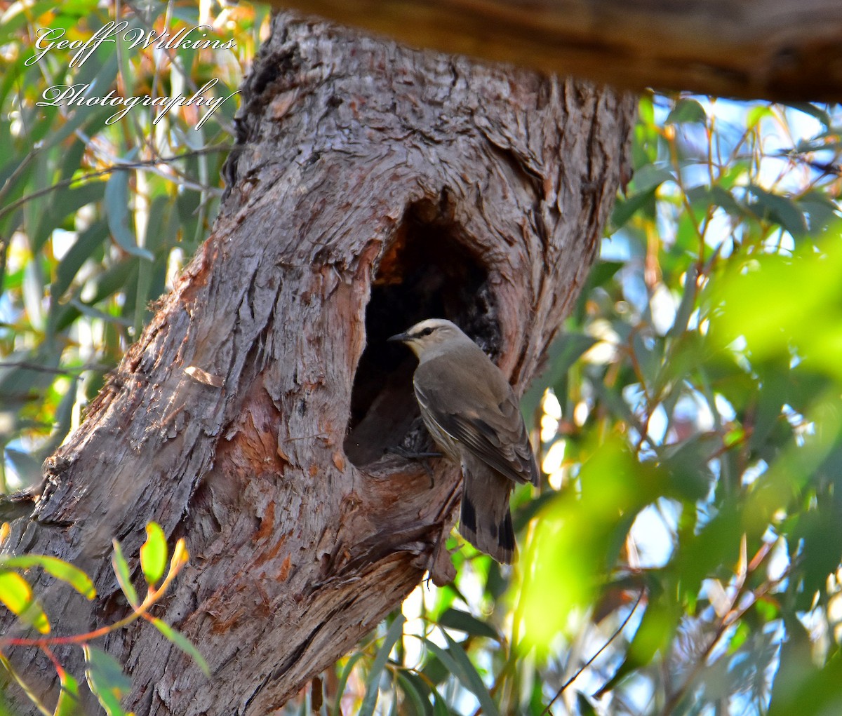 Brown Treecreeper - ML607336481