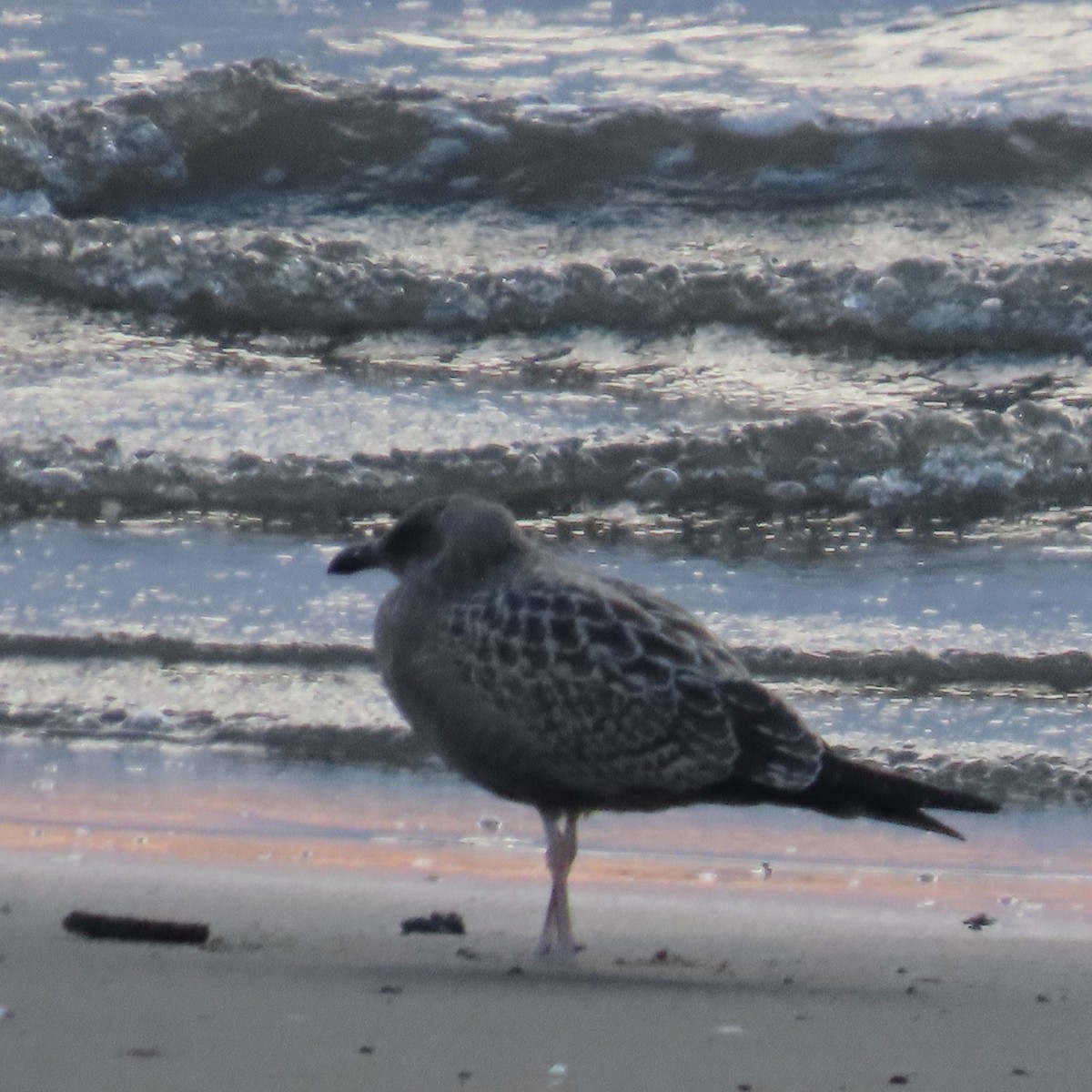 Larus sp. - ML607336641