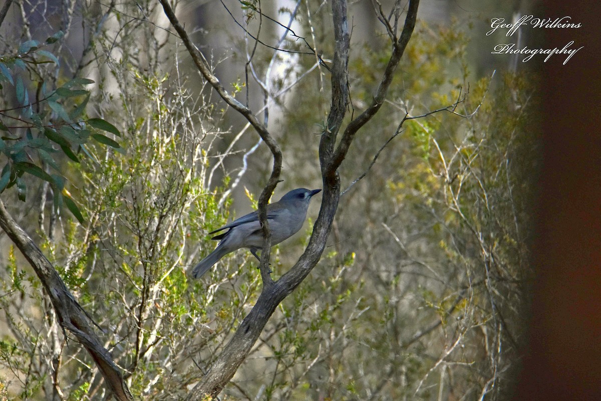 Gray Shrikethrush - ML607336651