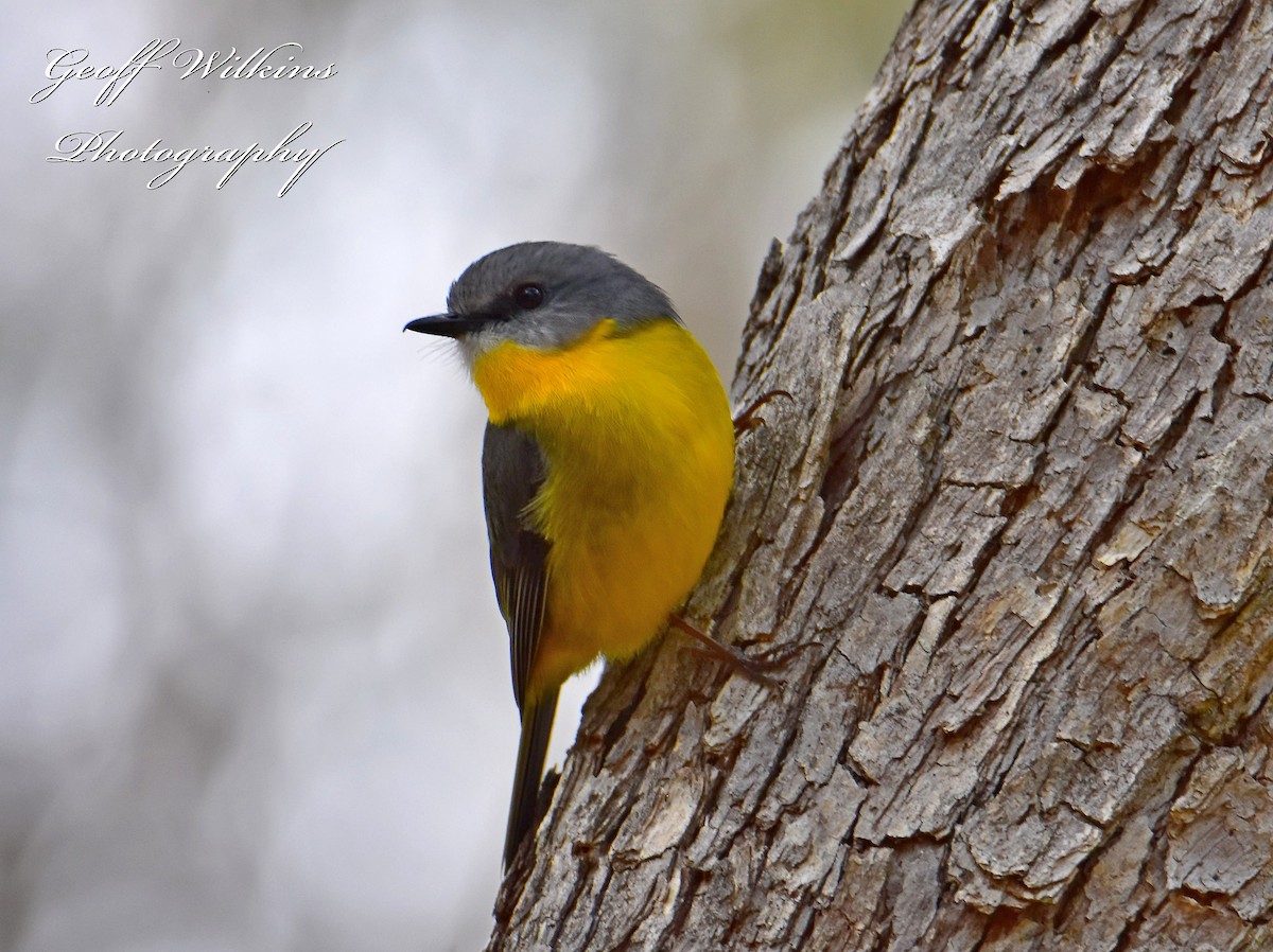 Eastern Yellow Robin - ML607336741