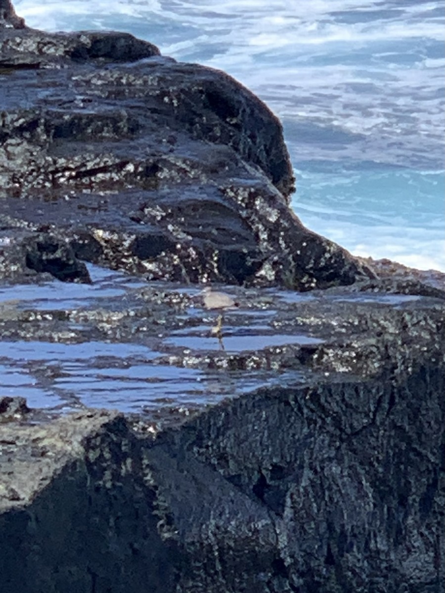 Wandering Tattler - ML607337921