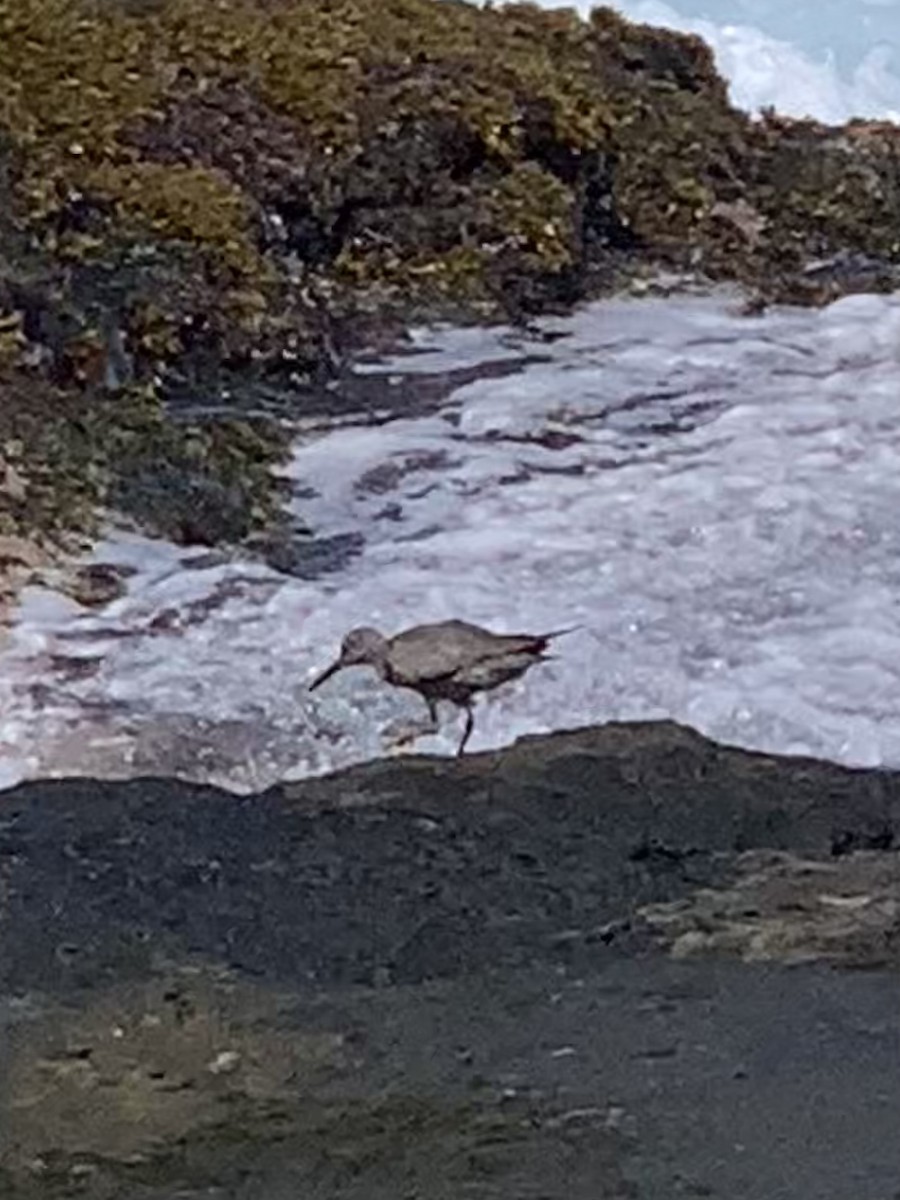 Wandering Tattler - ML607337931