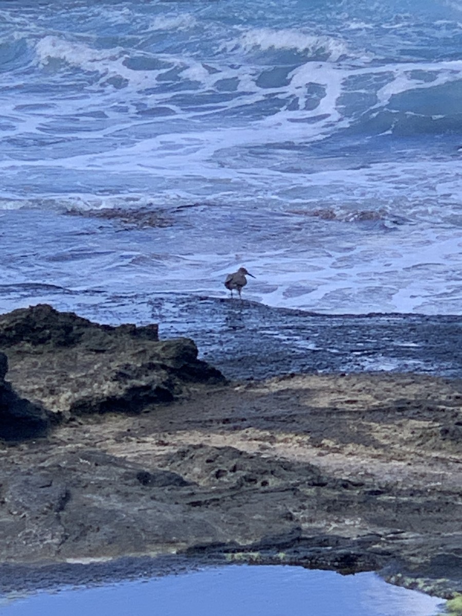 Wandering Tattler - ML607337941