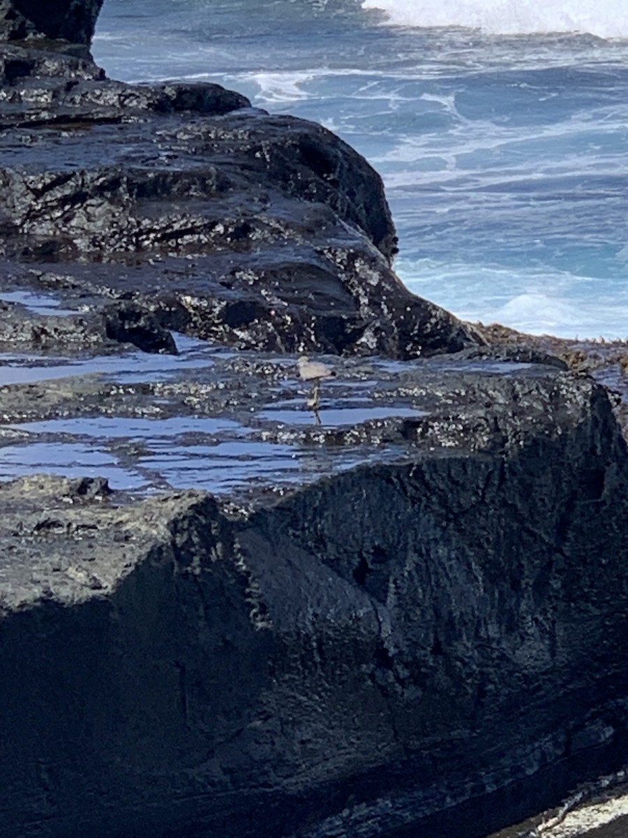 Wandering Tattler - ML607337951