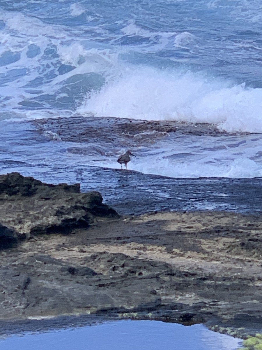 Wandering Tattler - ML607337961