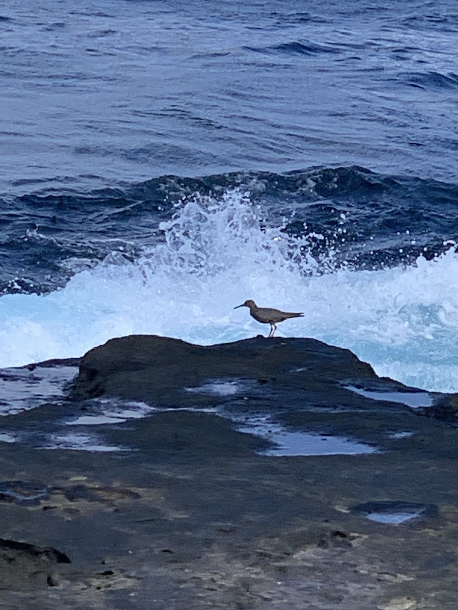 Wandering Tattler - ML607337971