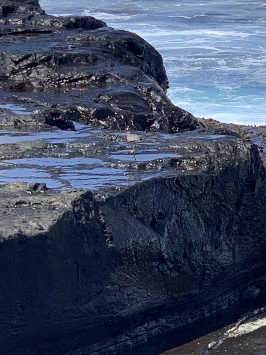 Wandering Tattler - ML607337981