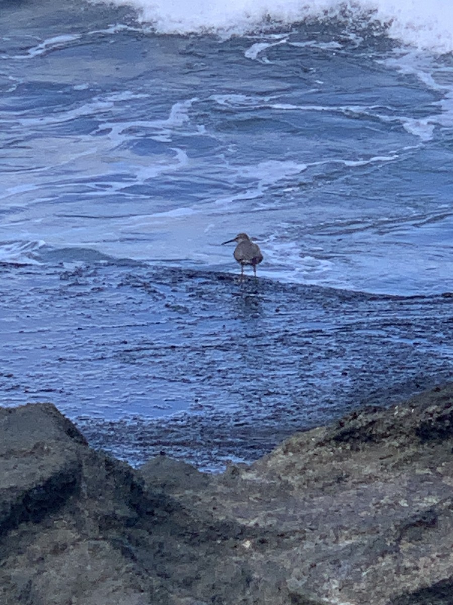 Wandering Tattler - ML607337991