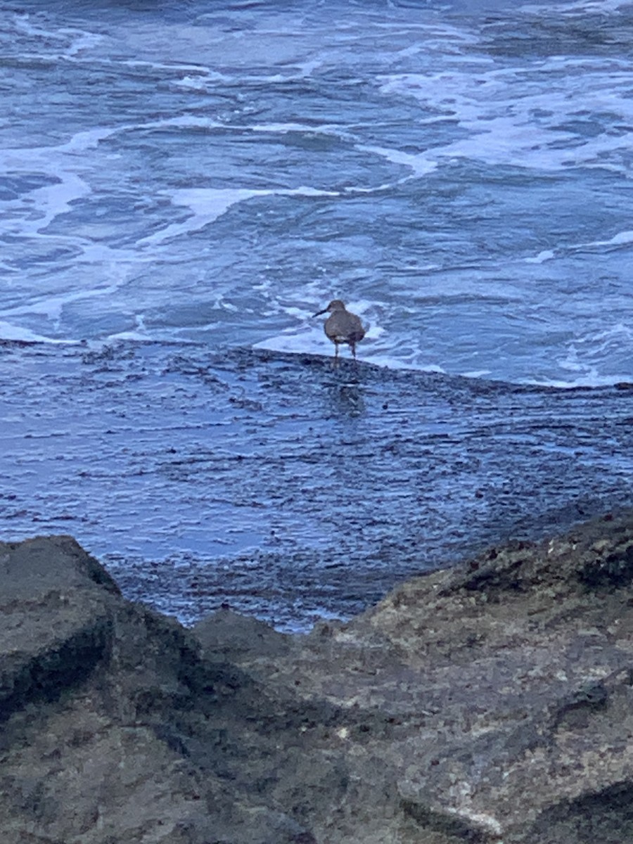 Wandering Tattler - ML607338001