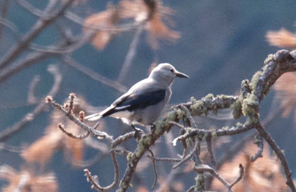 Clark's Nutcracker - ML60733841