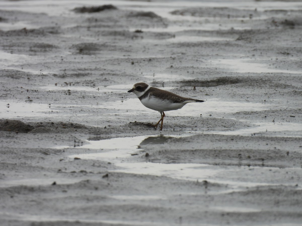 Semipalmated Plover - ML607339071