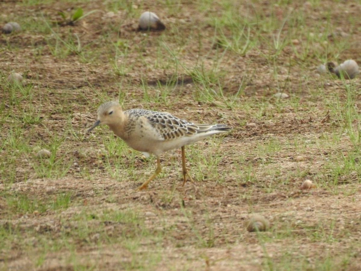 Buff-breasted Sandpiper - ML607339321